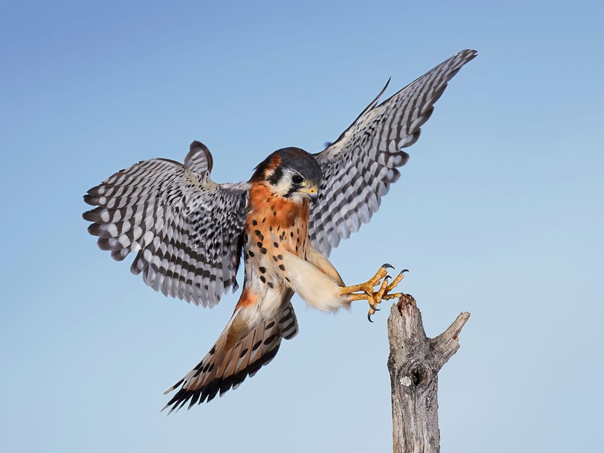 1200x900 American Kestrel Range, Habitat +