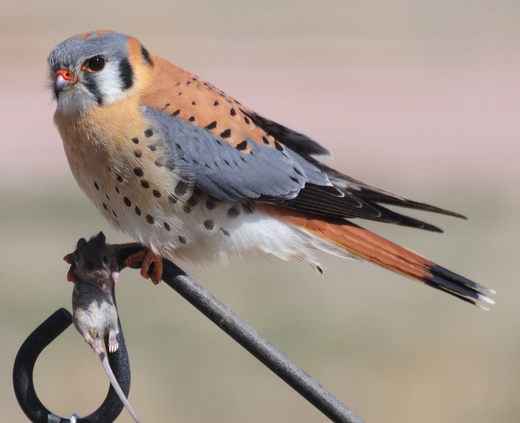 1024x832 American Kestrel. Celebrate Urban Birds