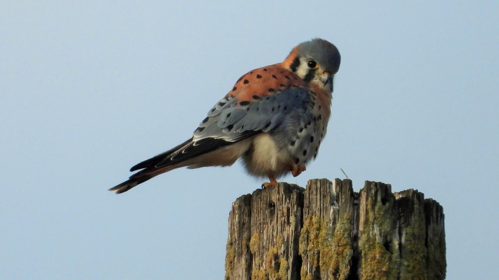 1600x900 American Kestrel. Midpeninsula