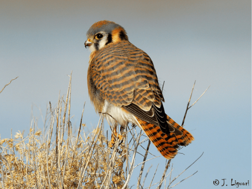 1024x768 American Kestrel Fact Sheet