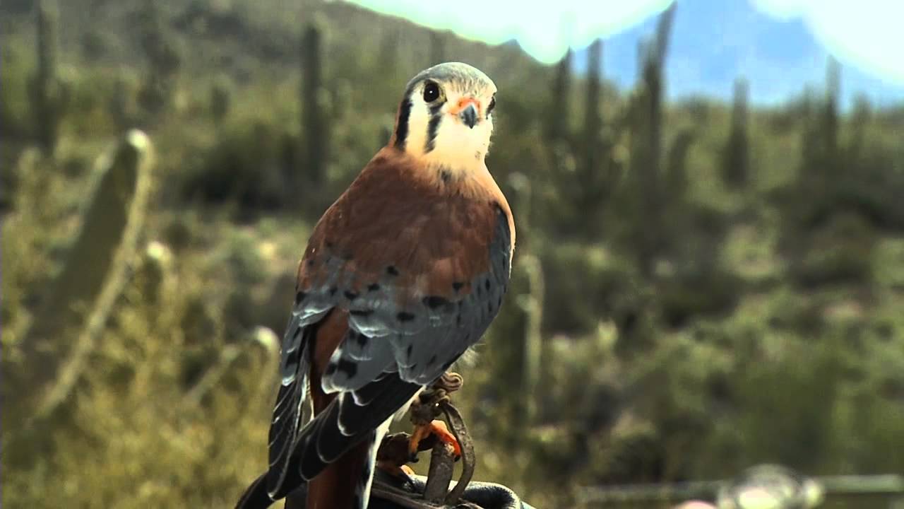 1280x720 American Kestrel