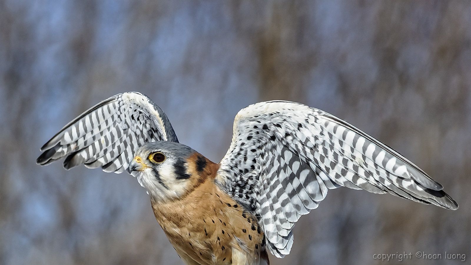 1600x900 American Kestrel Crécerelle d'Amérique