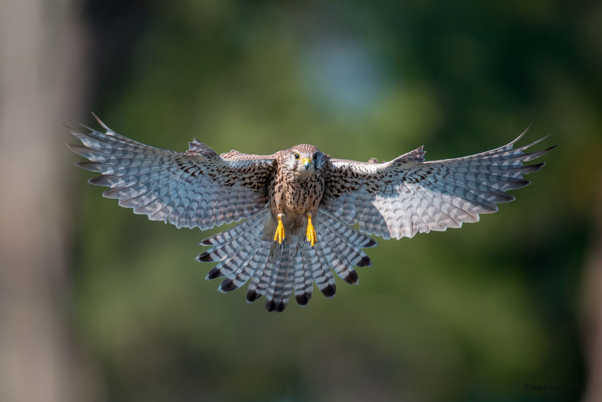 2048x1367 Download Flight Hawk Bird Animal