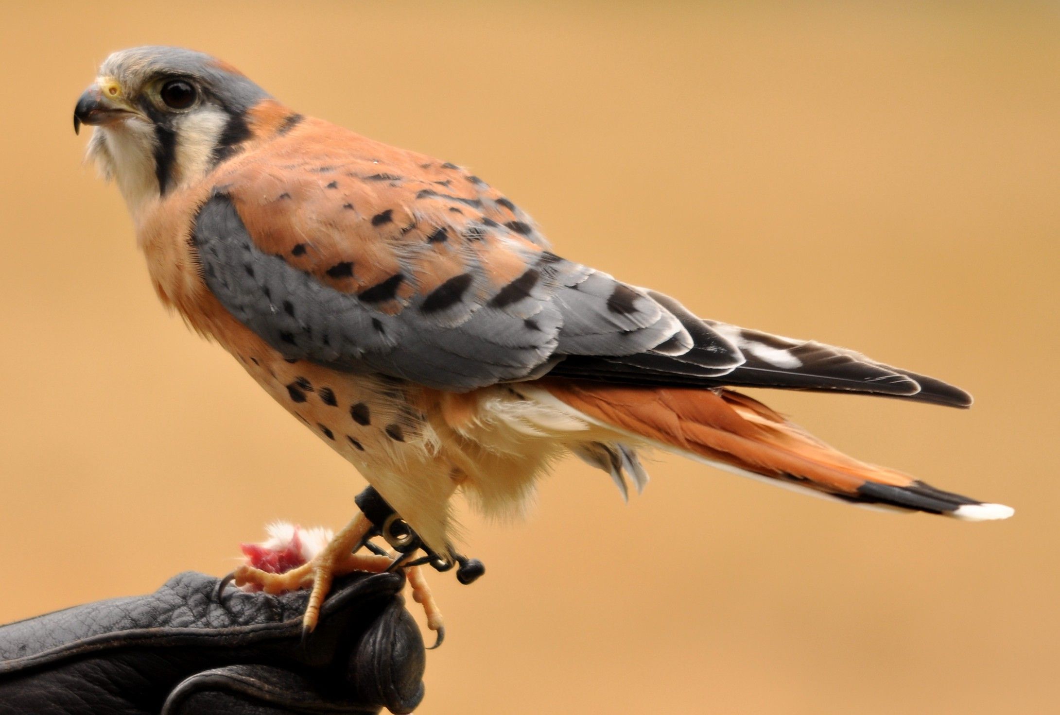 2181x1472 American Kestrel side view photo
