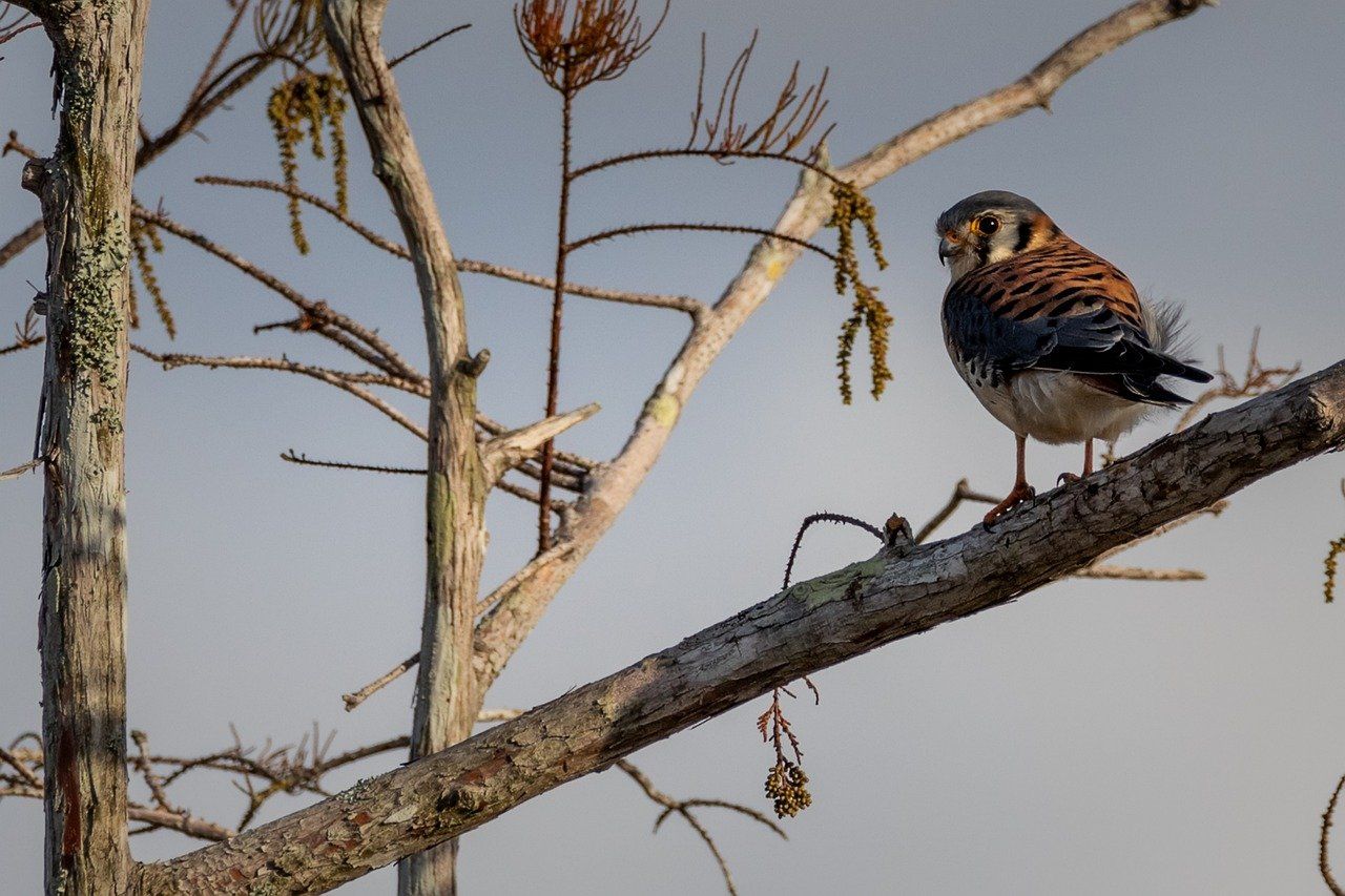 1280x853 American Kestrel & Kestrel Image