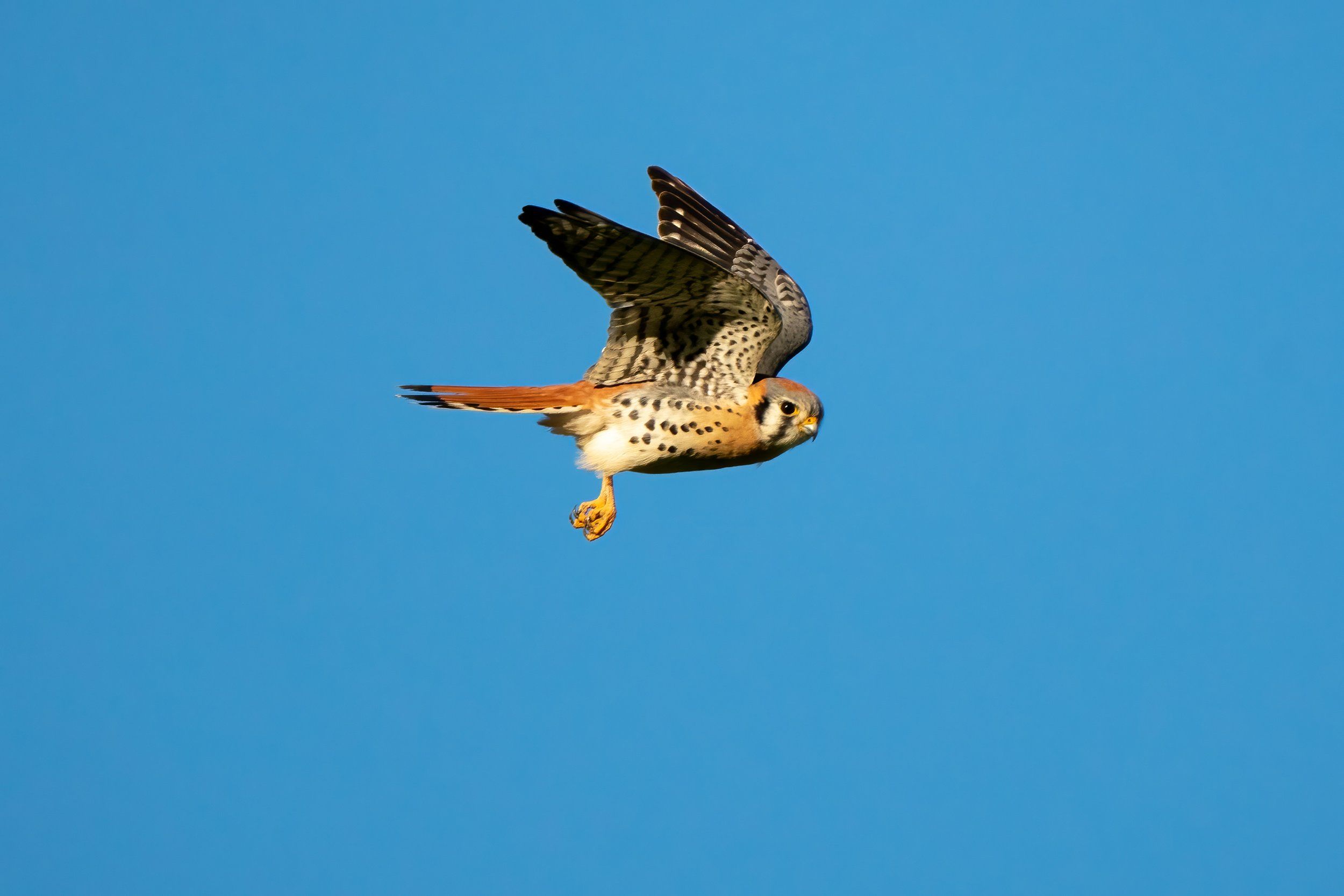 2500x1668 American Kestrel