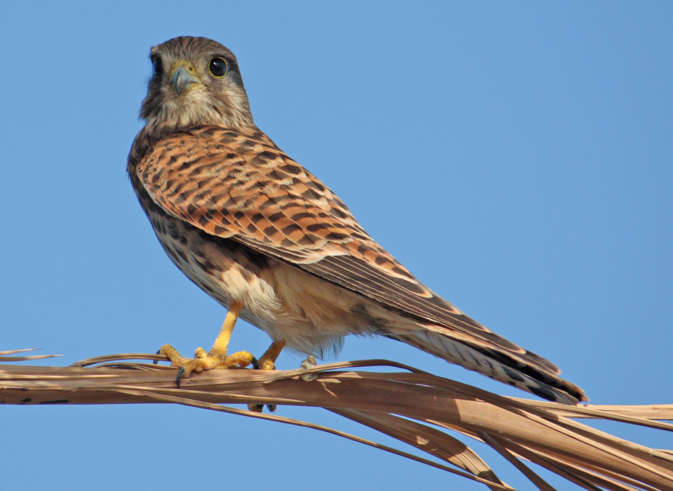 2268x1656 Common kestrel Falco tinnunculus