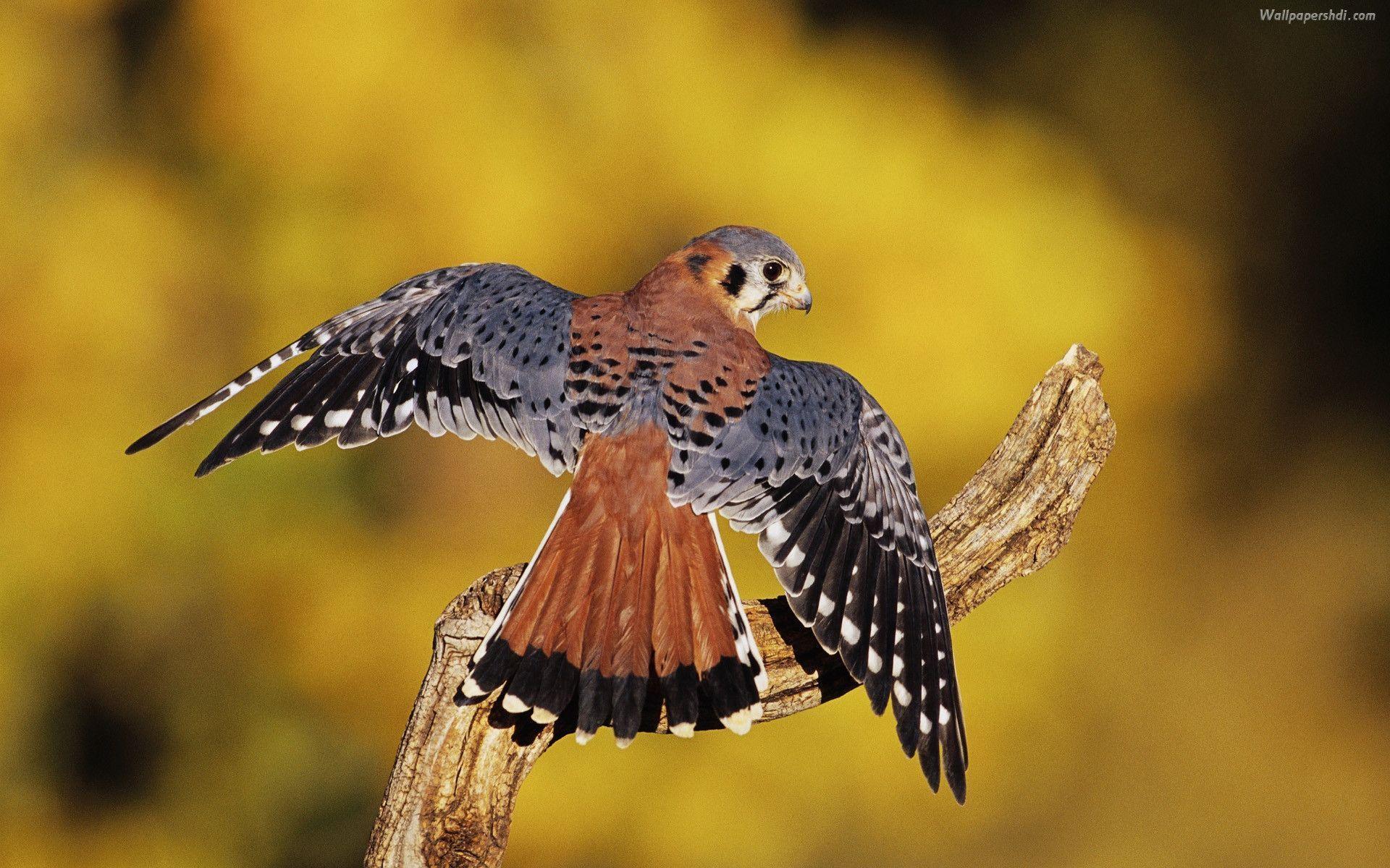 1920x1200 Birds Of Prey Wallpaper
