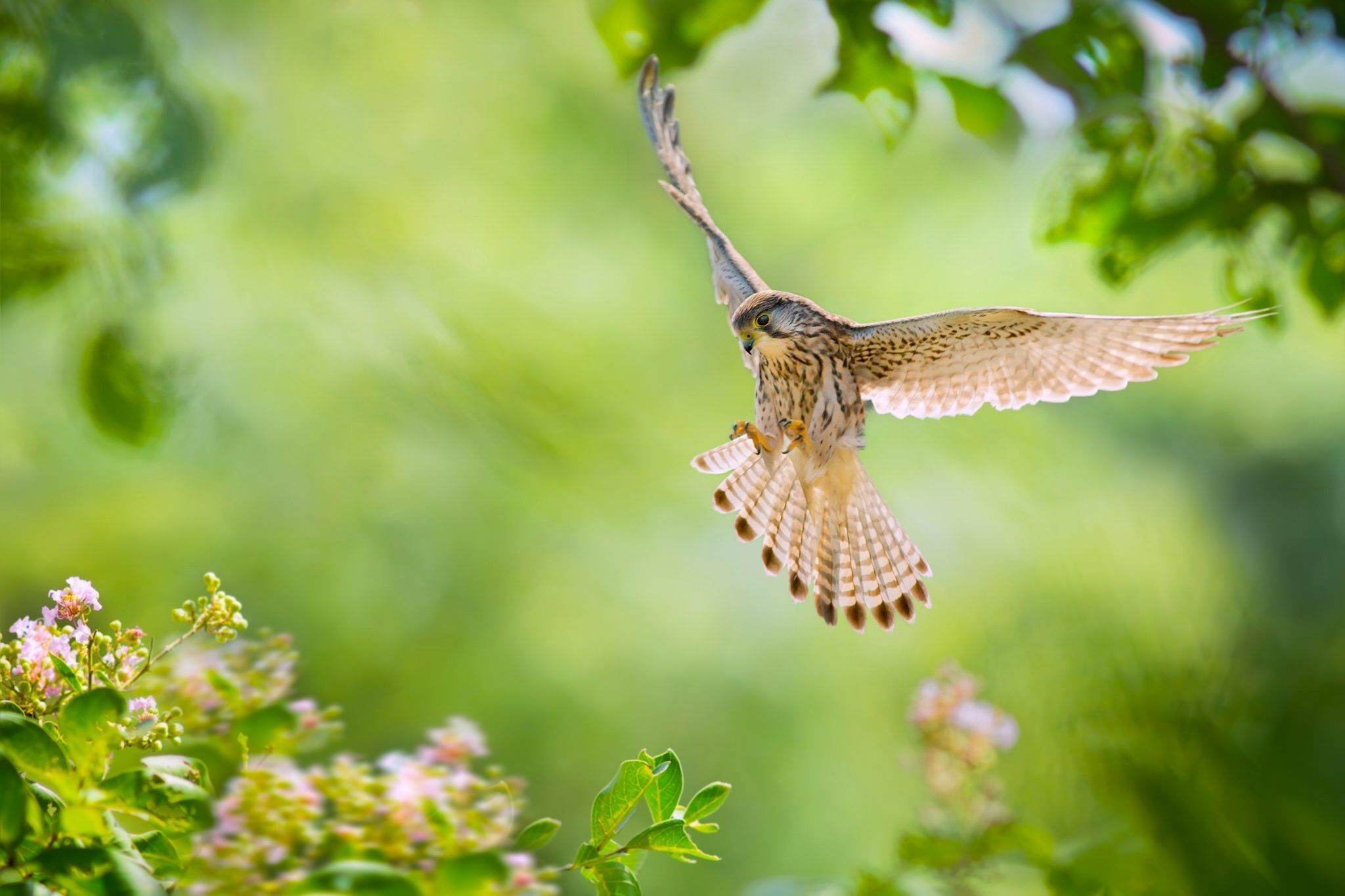 2048x1365 Download Blur Flower Bird Animal