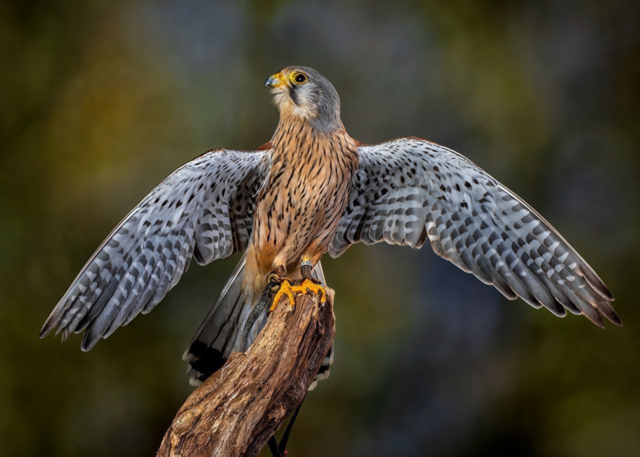 1280x914 bird Falcon Wings european kestrel Animals