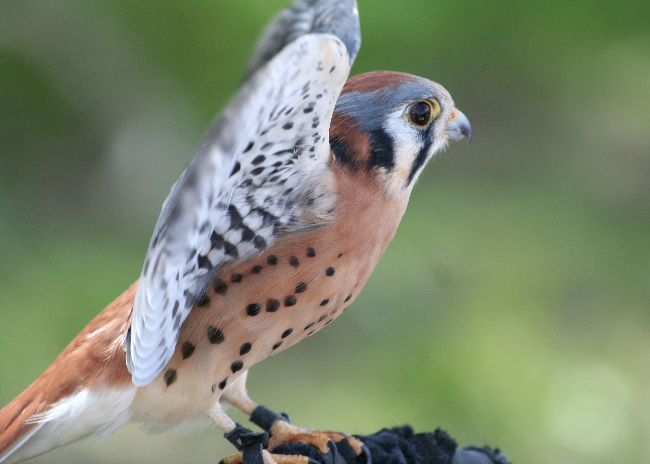 2100x1500 american kestral munsel odfw