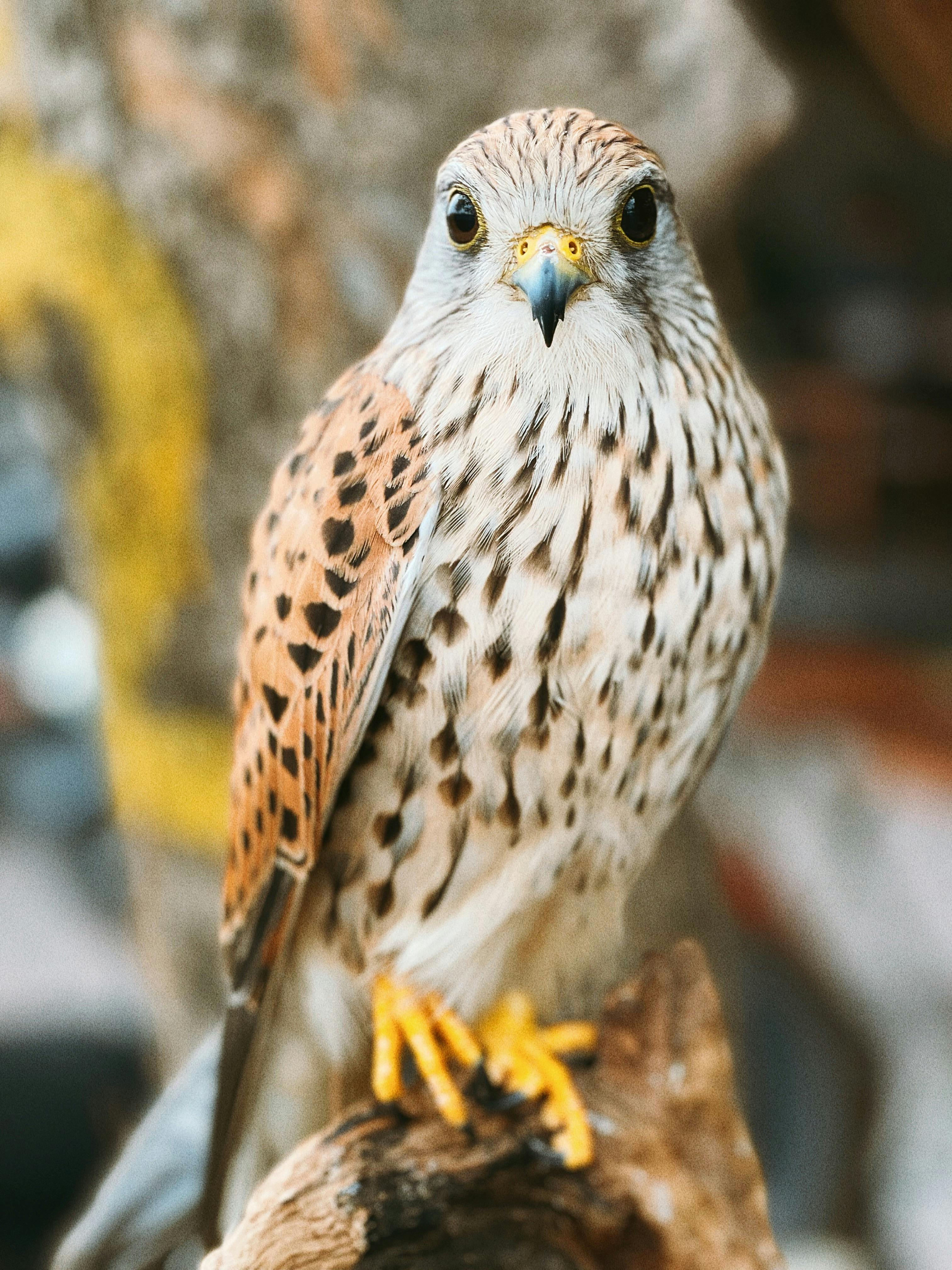 3024x4032 Common Kestrel Perched on a Tree Branch