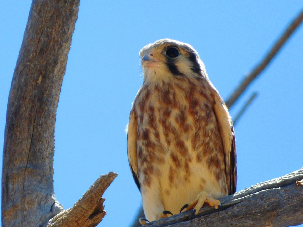 1152x864 American Kestrel at Petrified Forest
