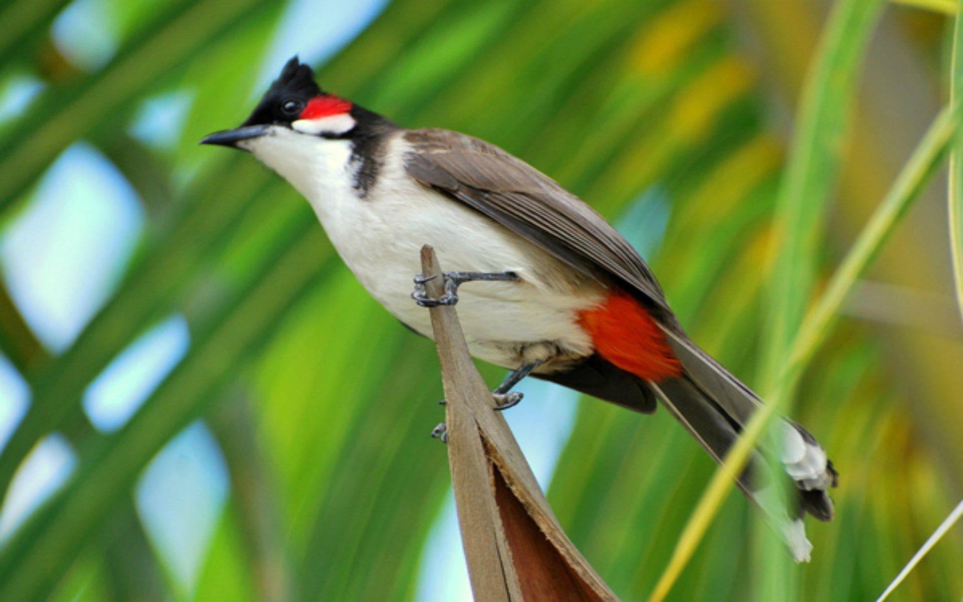 Bulbul Wallpapers - Top Free Bulbul Backgrounds - WallpaperAccess