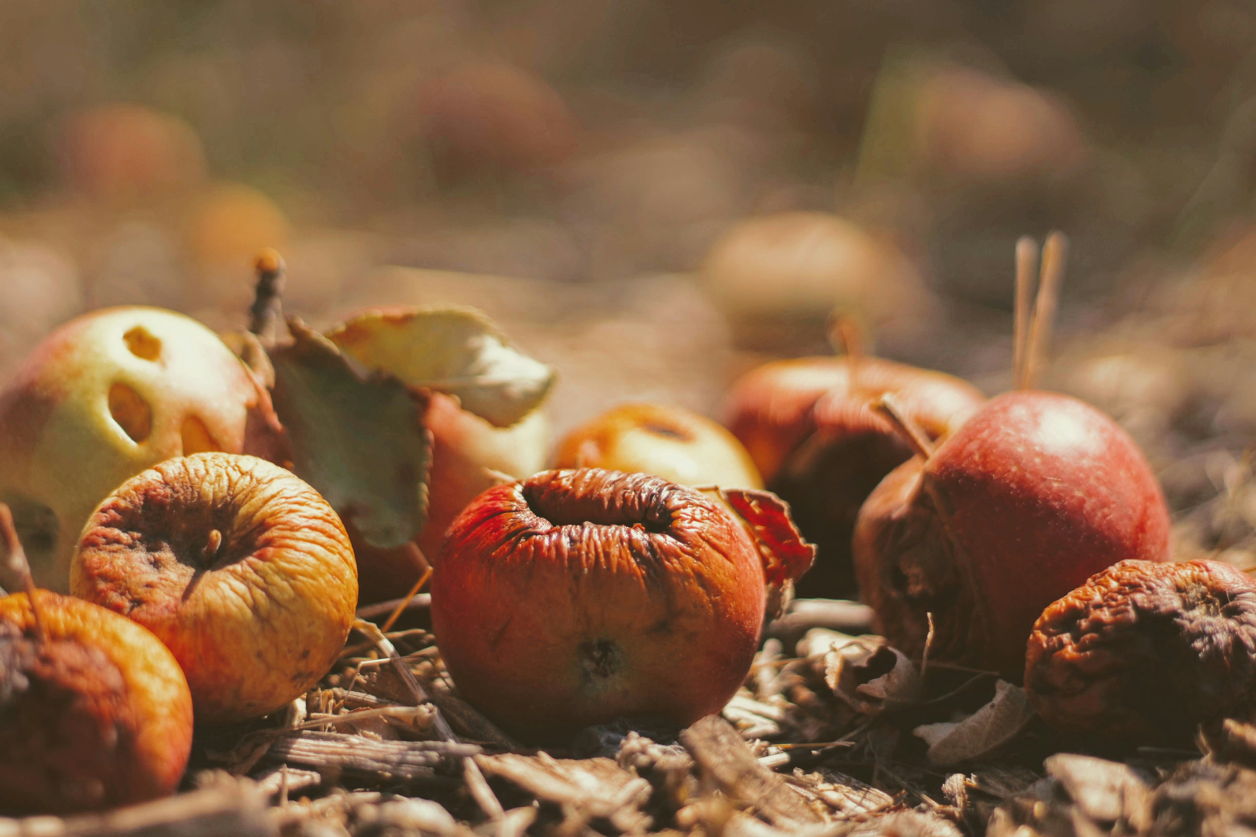 4897x3264 How To Reduce Autumn Waste