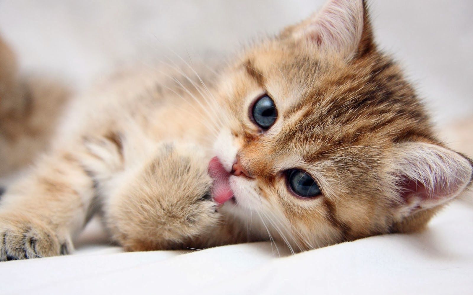 1600x1000 Wallpaper Anak Kucing Kittens