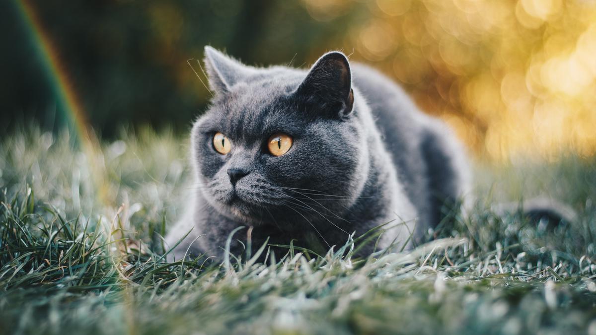 1200x675 Foto Kucing Lucu dan Menggemaskan