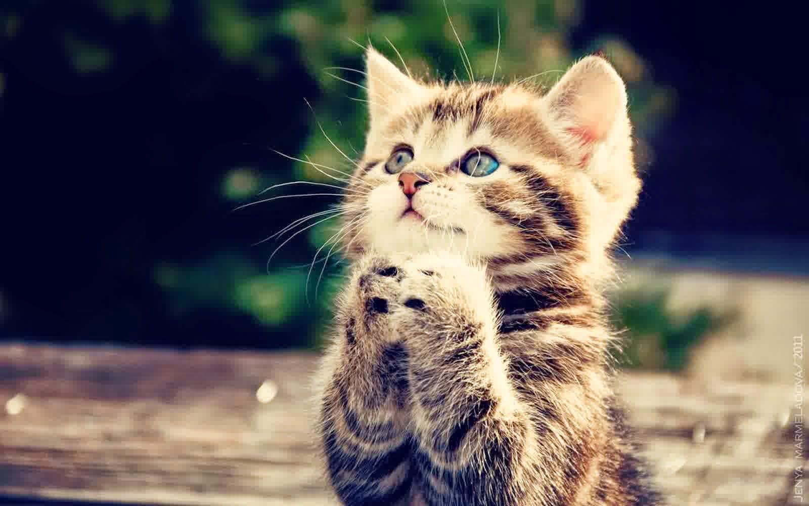 1600x1000 wallpaper kucing lucu hd, cat, small to