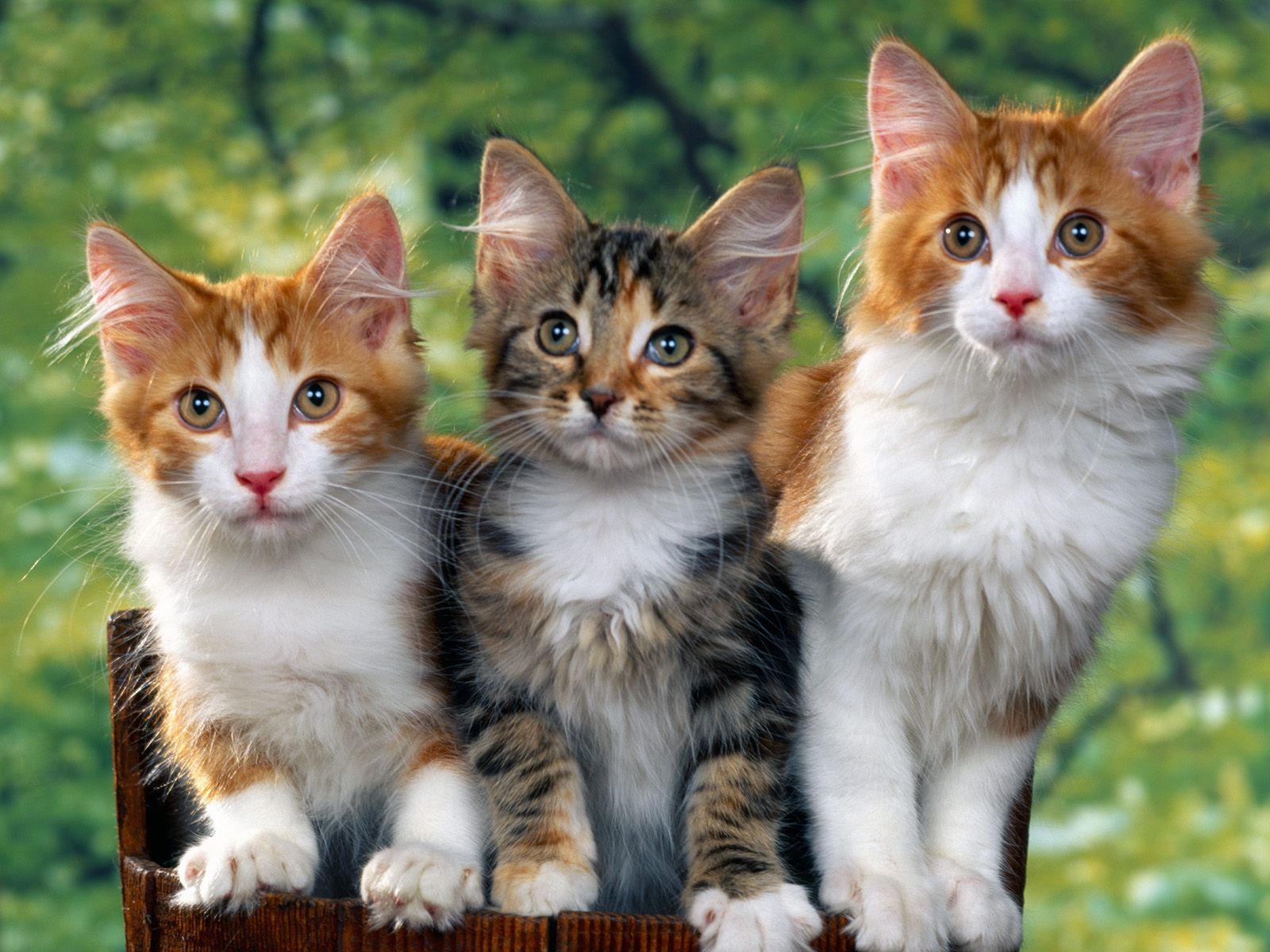 1600x1200 wallpaper kucing lucu. Wallpaper