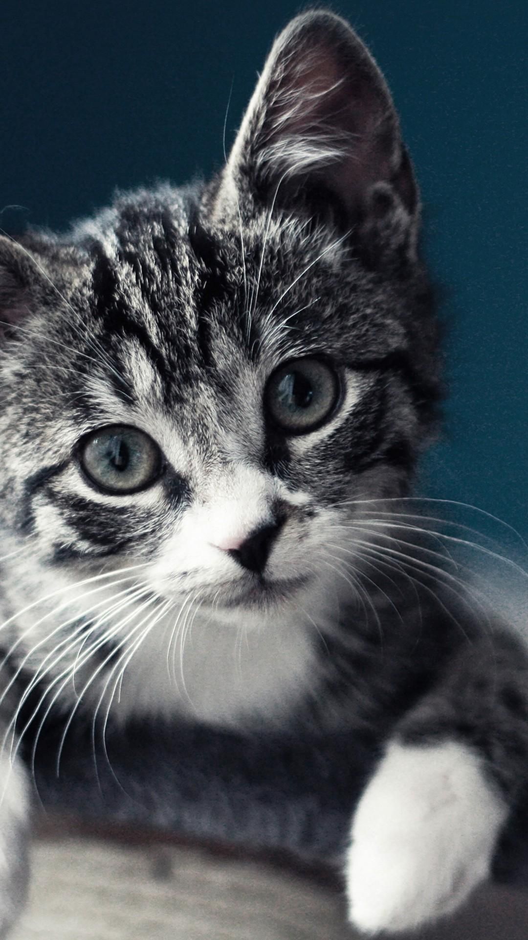 1080x1920 Wallpaper Kucing Lucu APK untuk Unduhan
