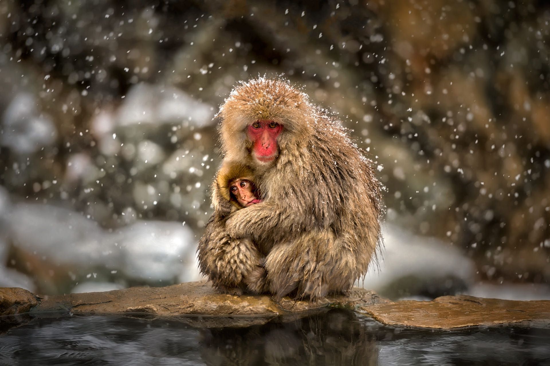 1920x1280 Japanese Macaque Snow Monkey HD Wallpaper