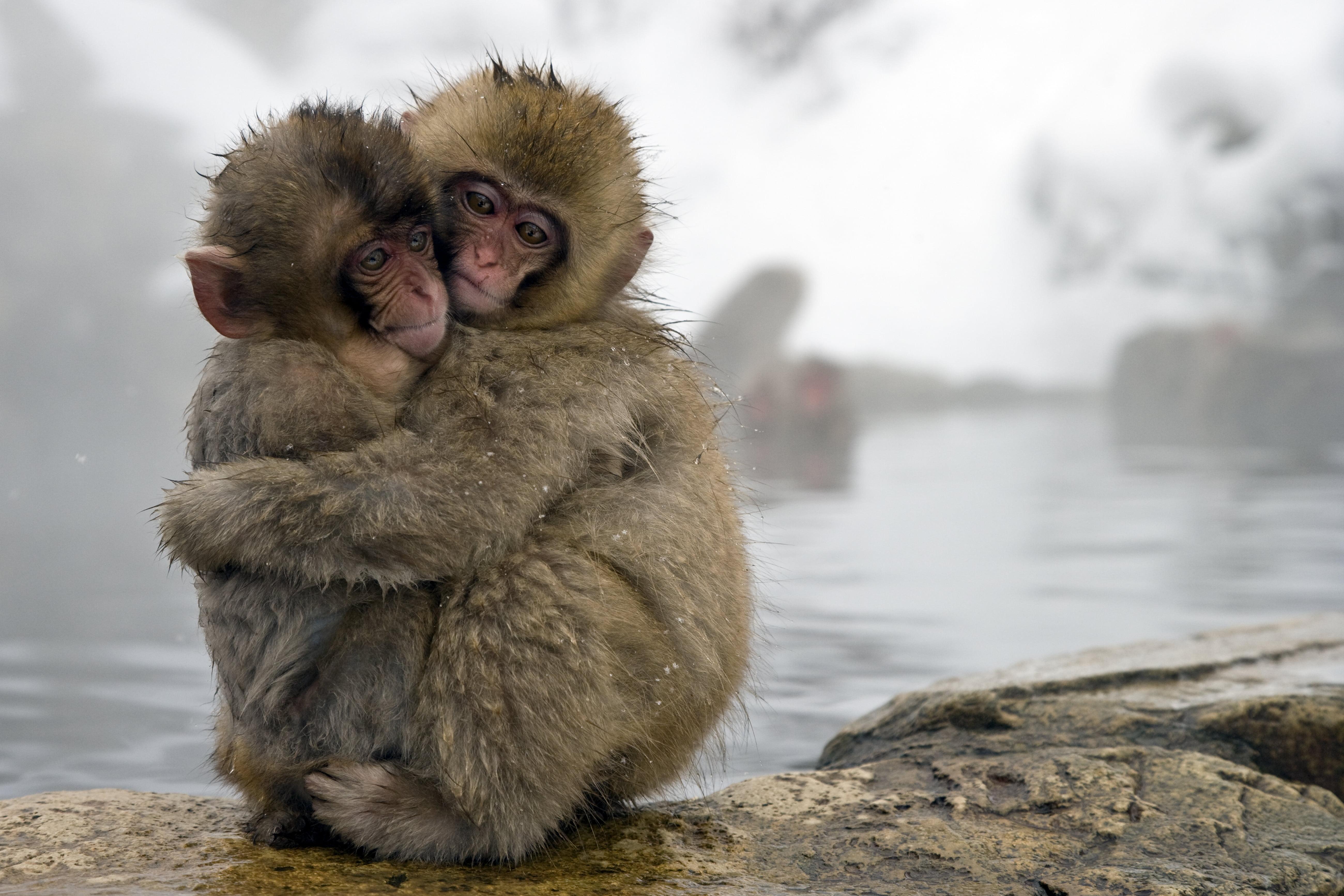 5200x3466 Snow Monkey Wallpaper