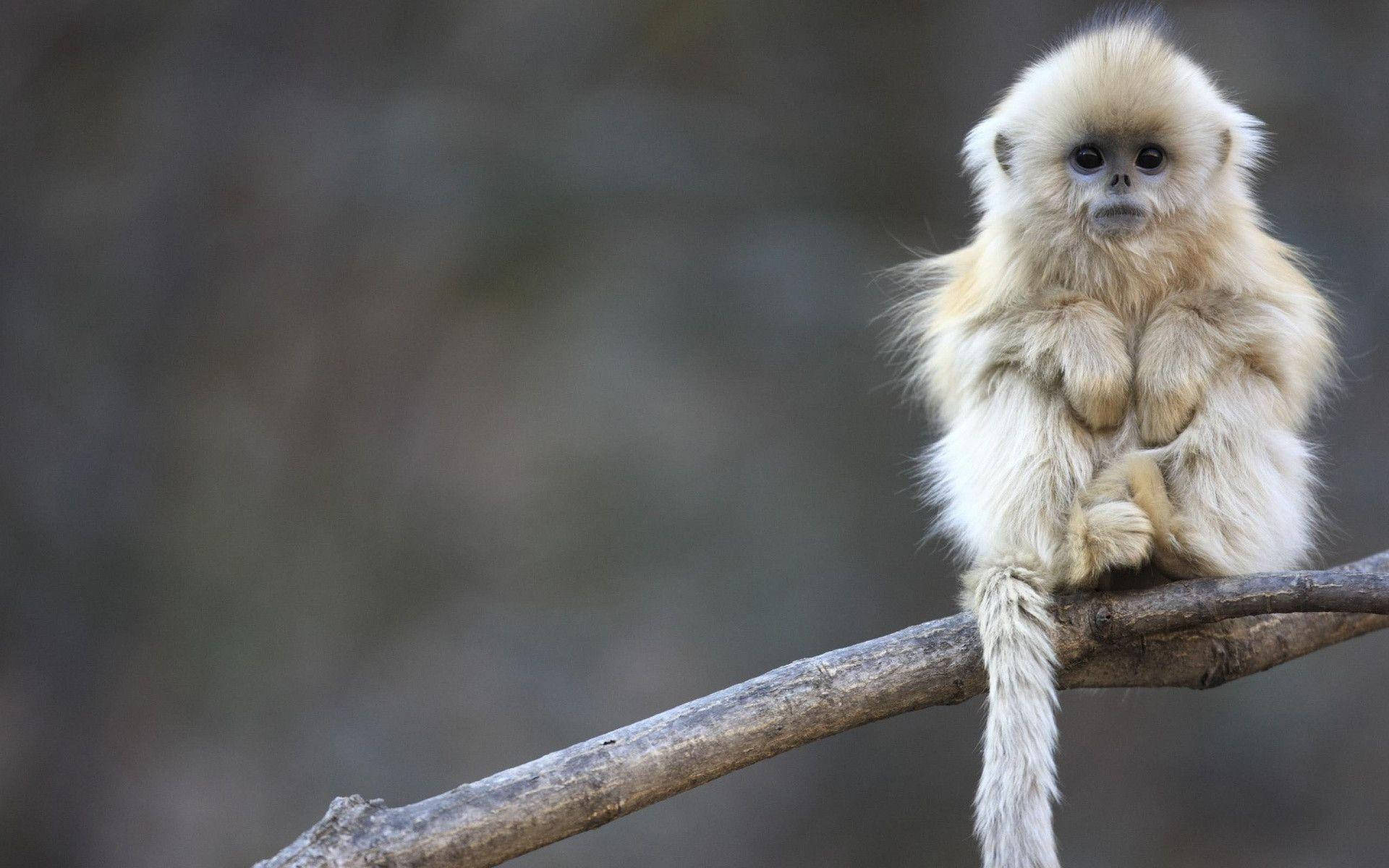 1920x1200 Cute Monkey Wallpaper
