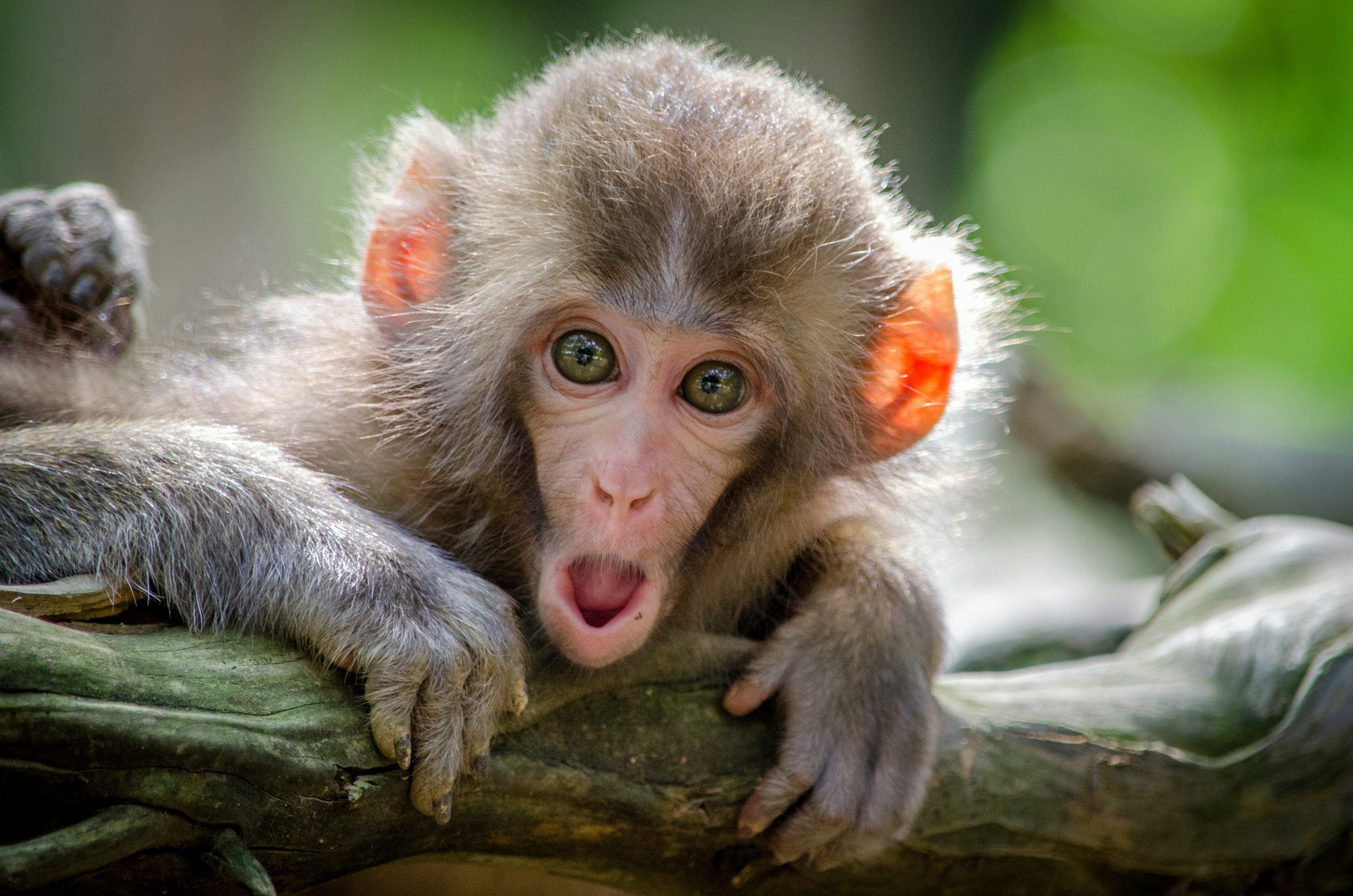3000x1987 Monkey Picture HD