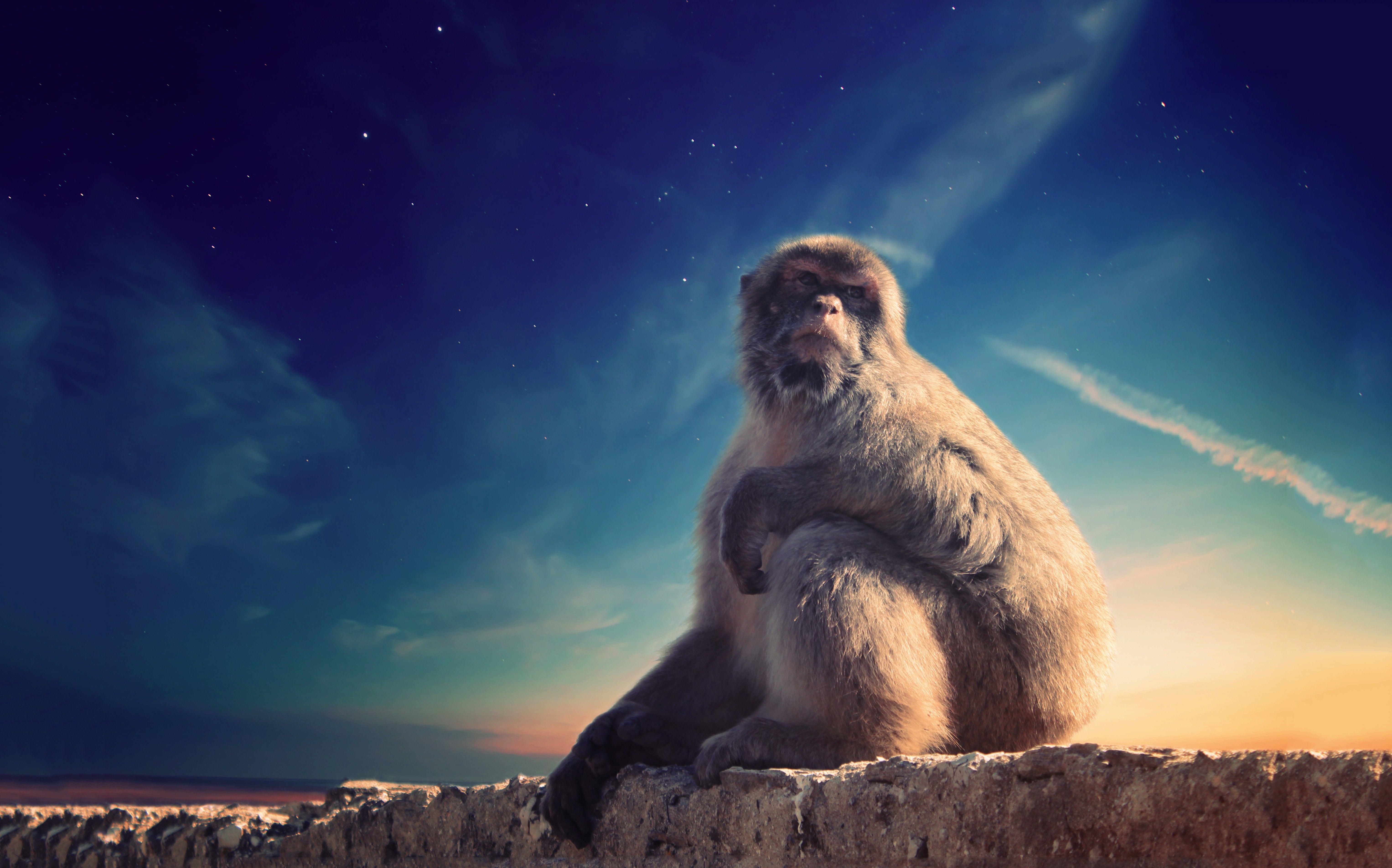 6106x3808 Animal Macaque 4k Ultra HD Wallpaper