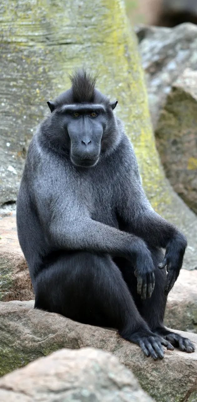 630x1280 Black macaque wallpaper
