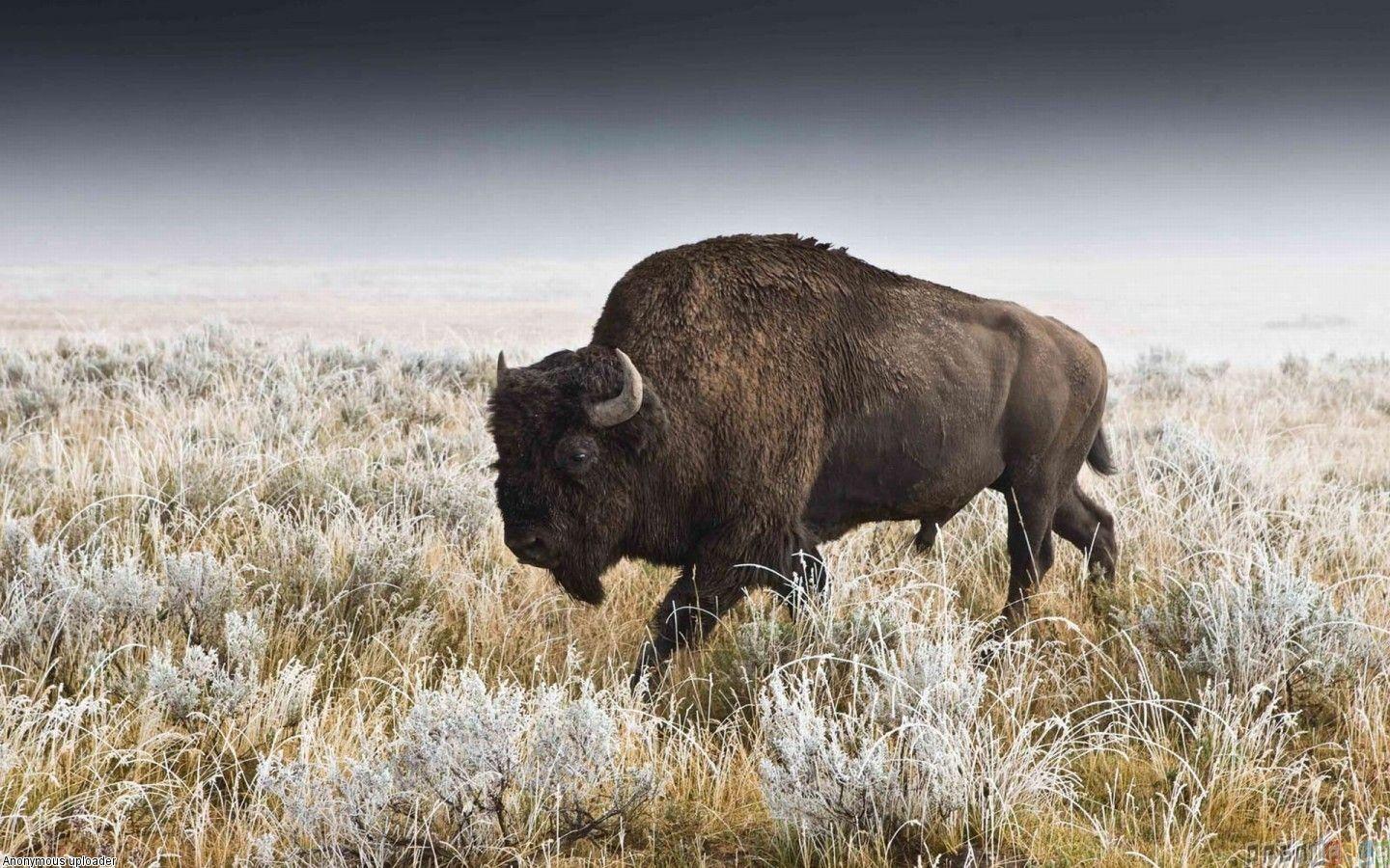 native-american-buffalo-wallpapers-top-free-native-american-buffalo