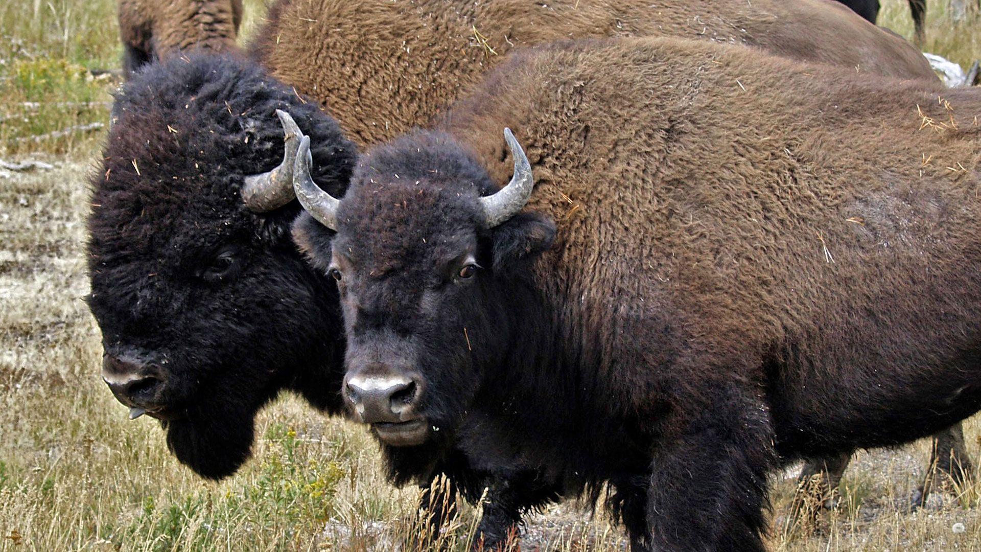 native-american-buffalo-wallpapers-top-free-native-american-buffalo