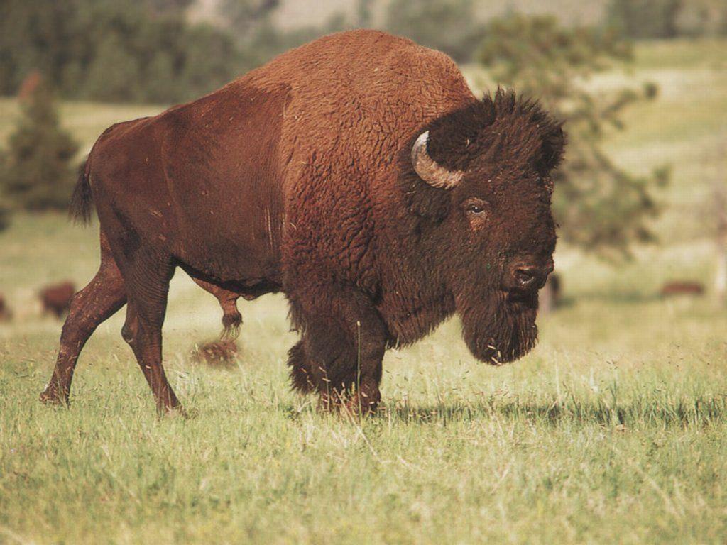 native-american-buffalo-wallpapers-top-free-native-american-buffalo