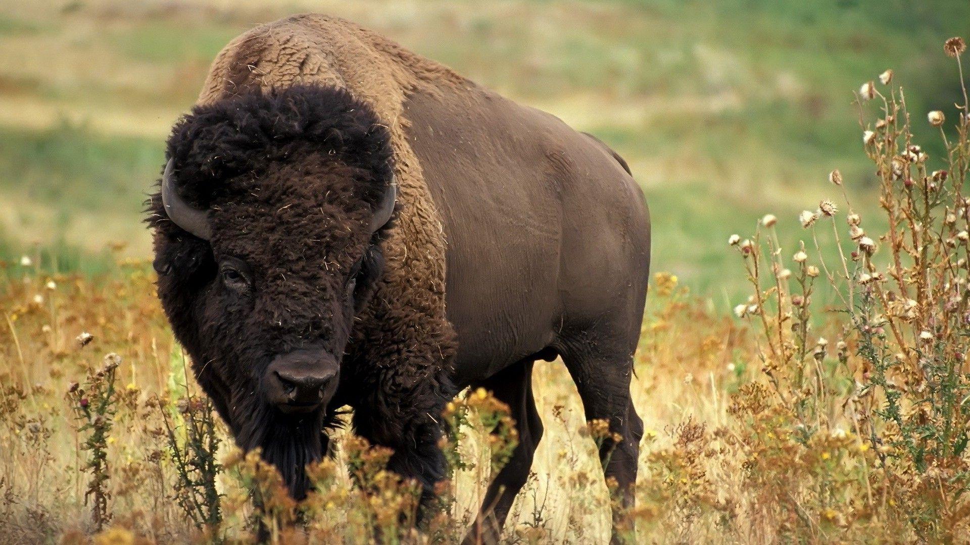 Native American Buffalo Wallpapers - Top Free Native American Buffalo