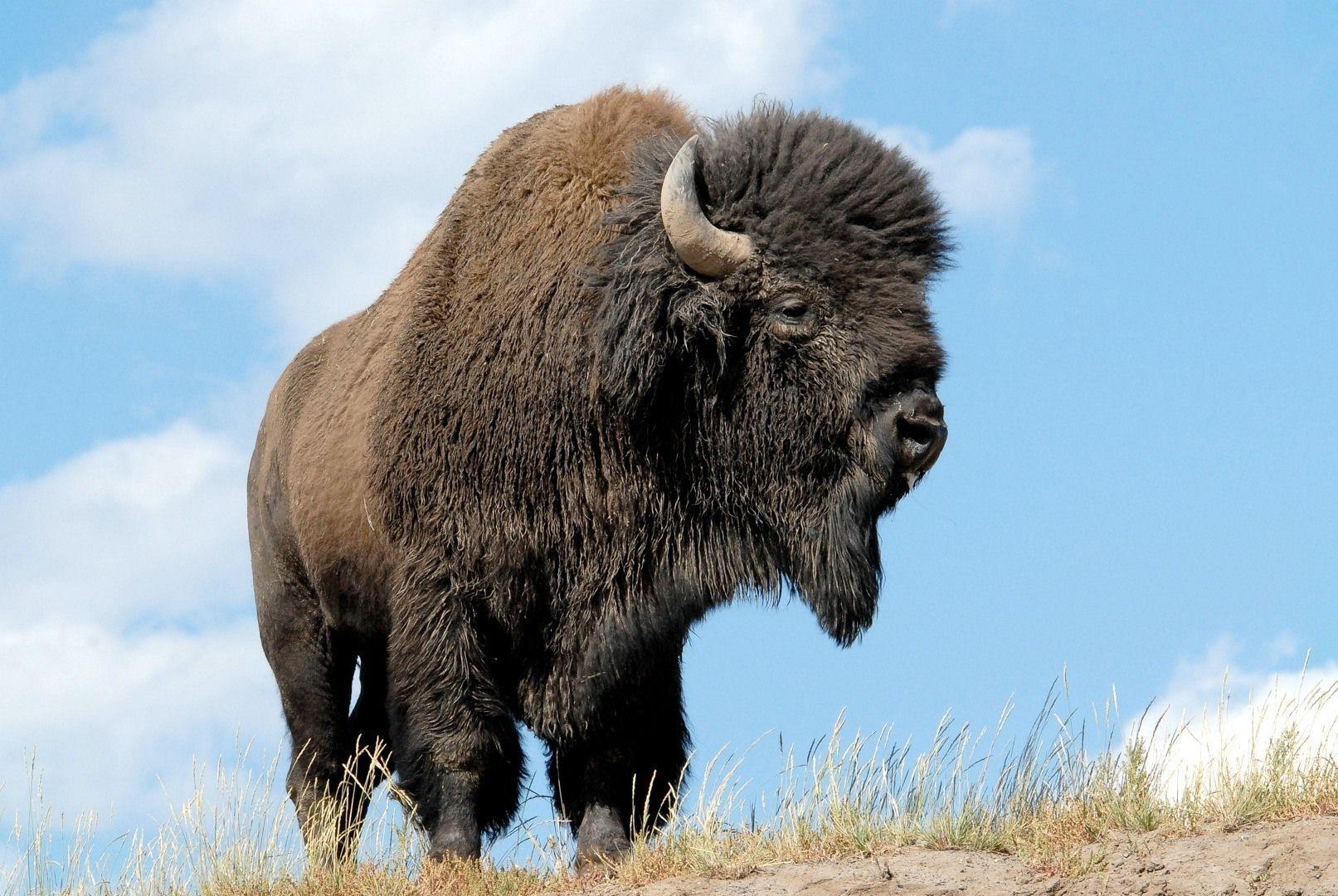 Buffalo Meaning Native American Culture