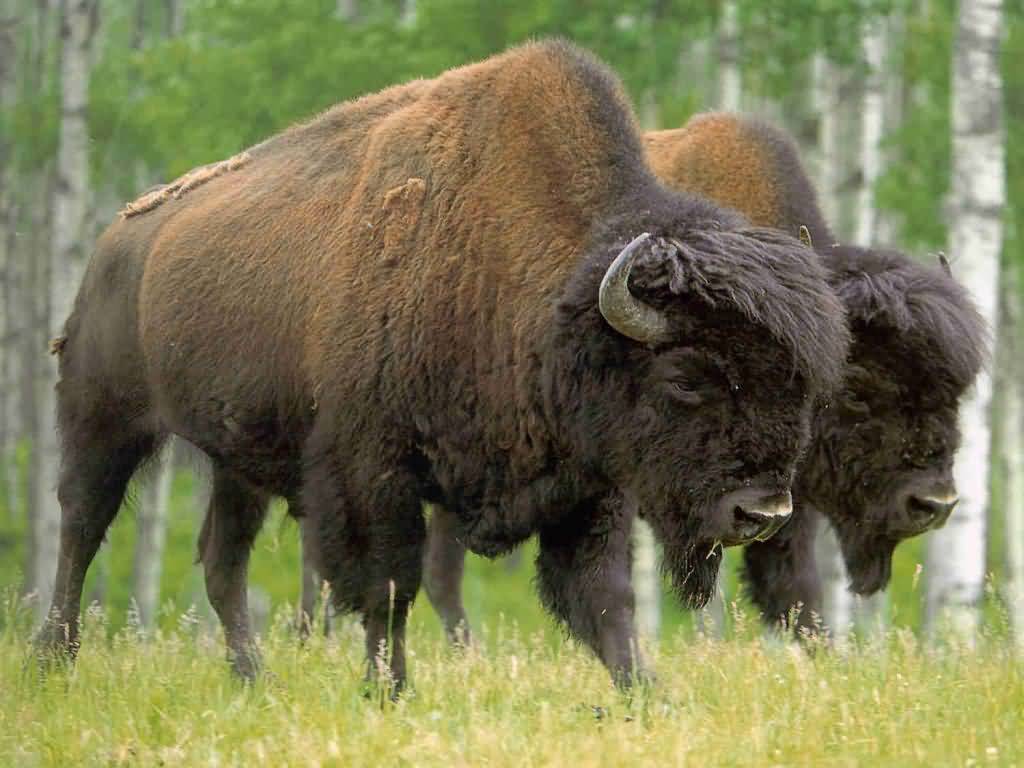 1024x768 Pair of Buffalo