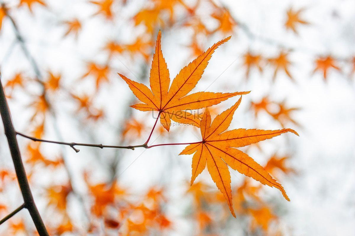 1200x800 HD Late Autumn Background Image, Cool