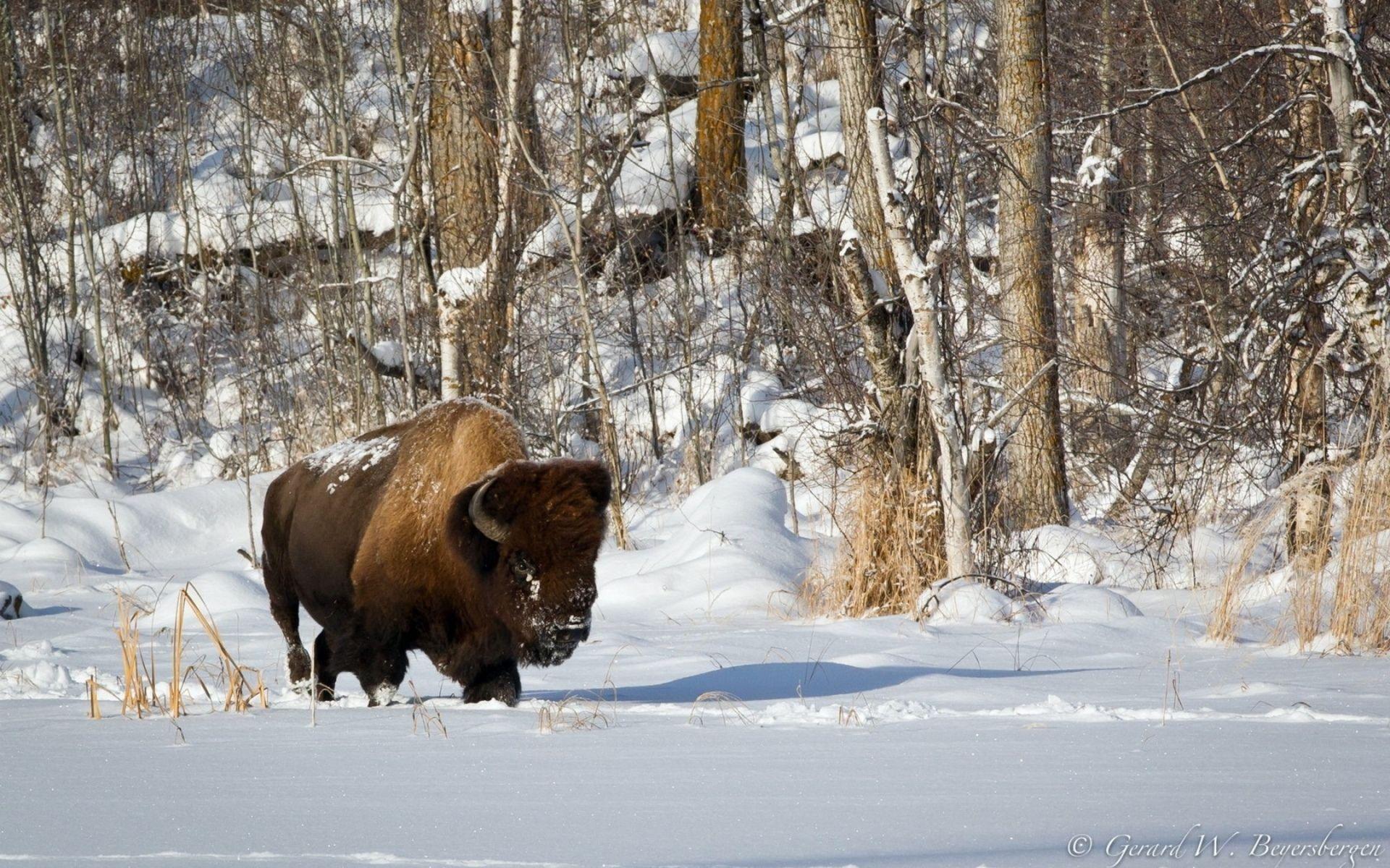 1920x1200 Bison Wallpaper Animal Spot