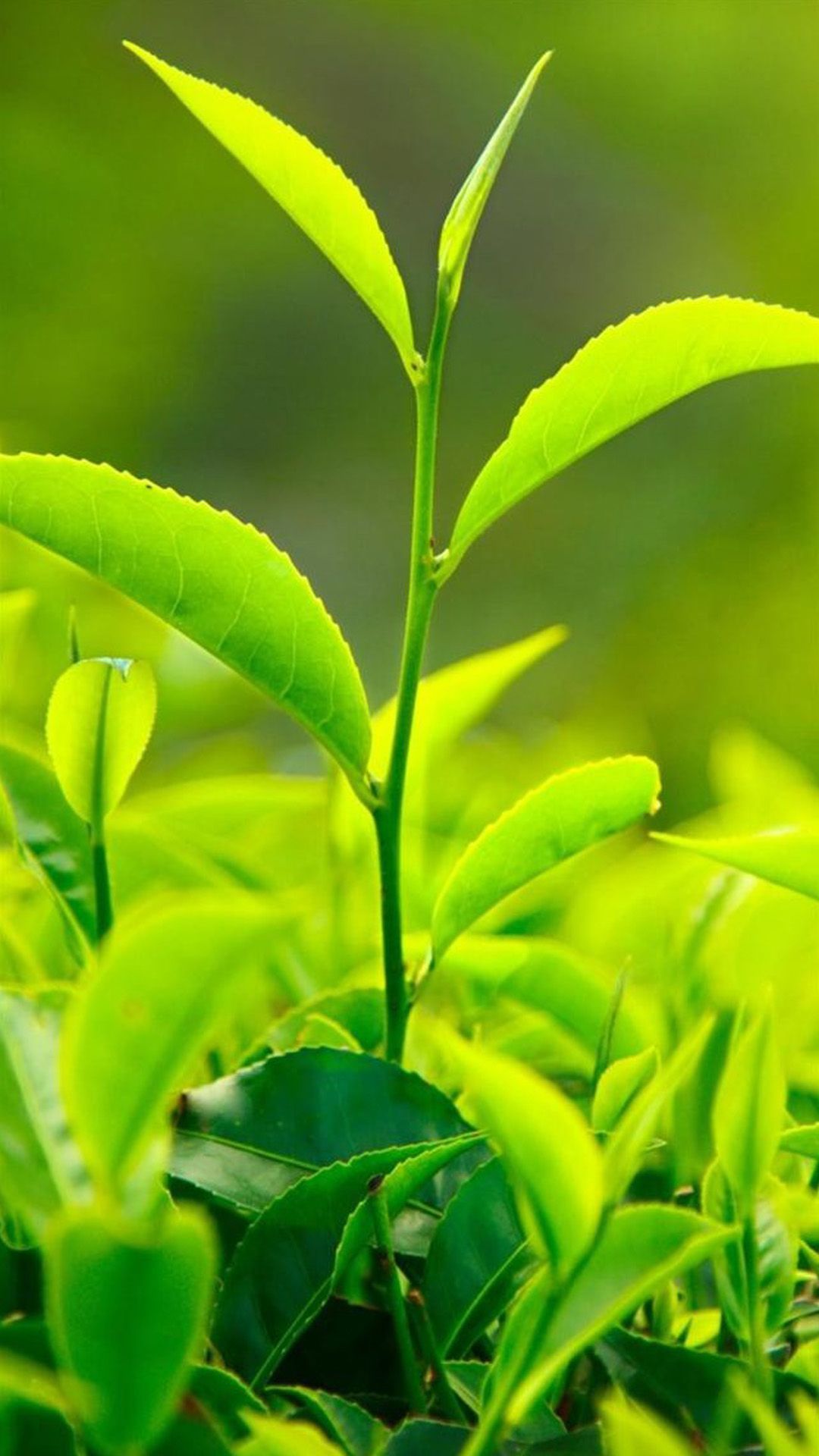 1080x1920 Nature Fresh Vitality Tea Leaf Bud