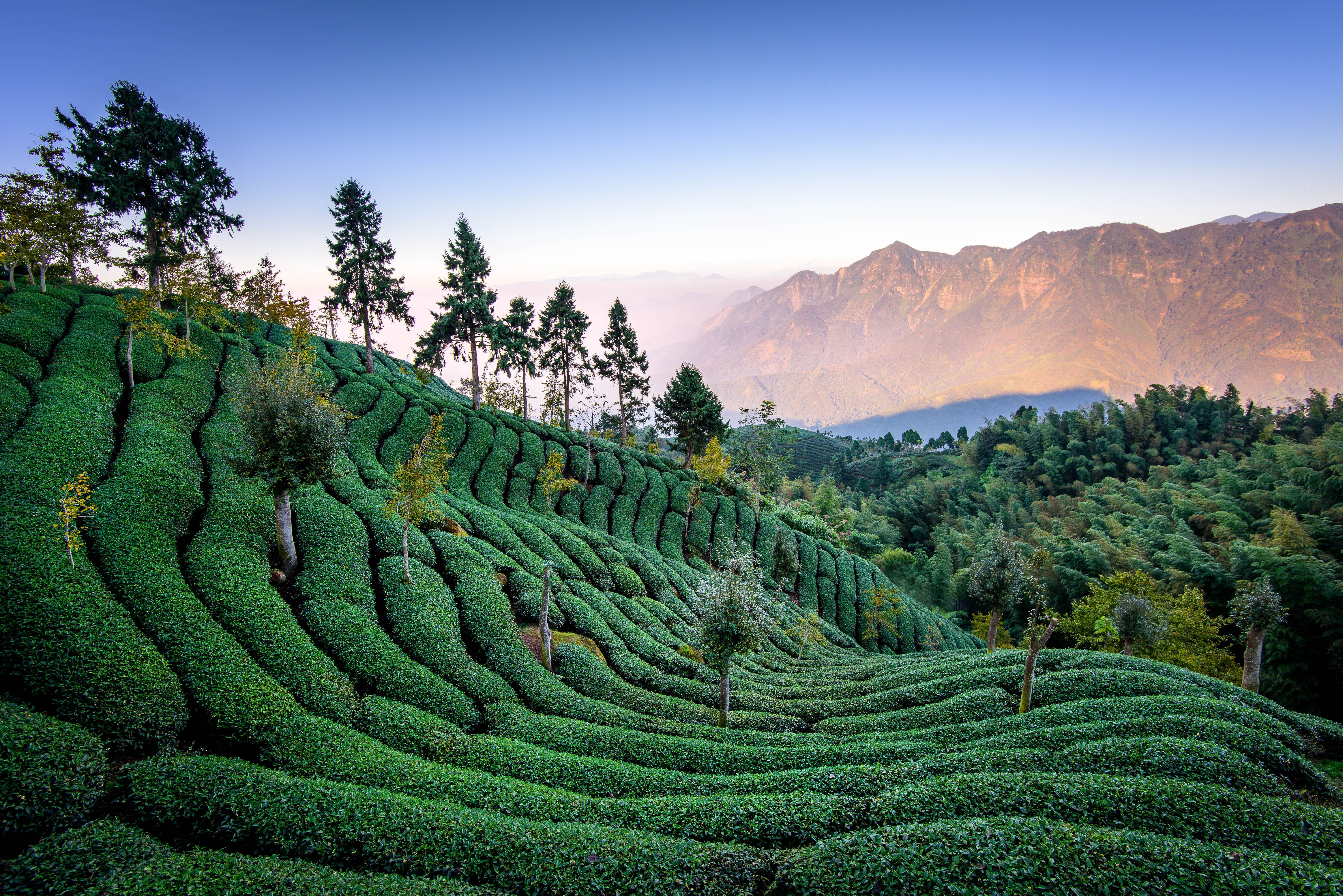 7341x4899 Tea Plantation 4k Ultra HD Wallpaper
