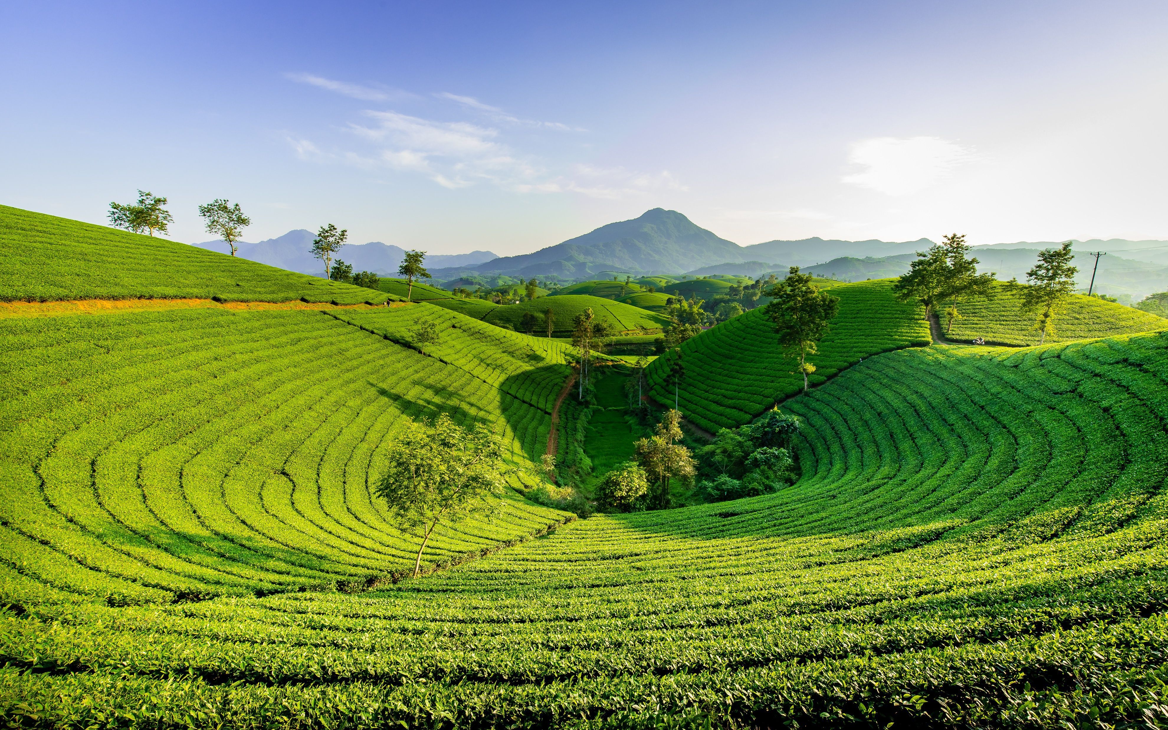 3960x2475 Tea Plantation 4k Ultra HD Wallpaper