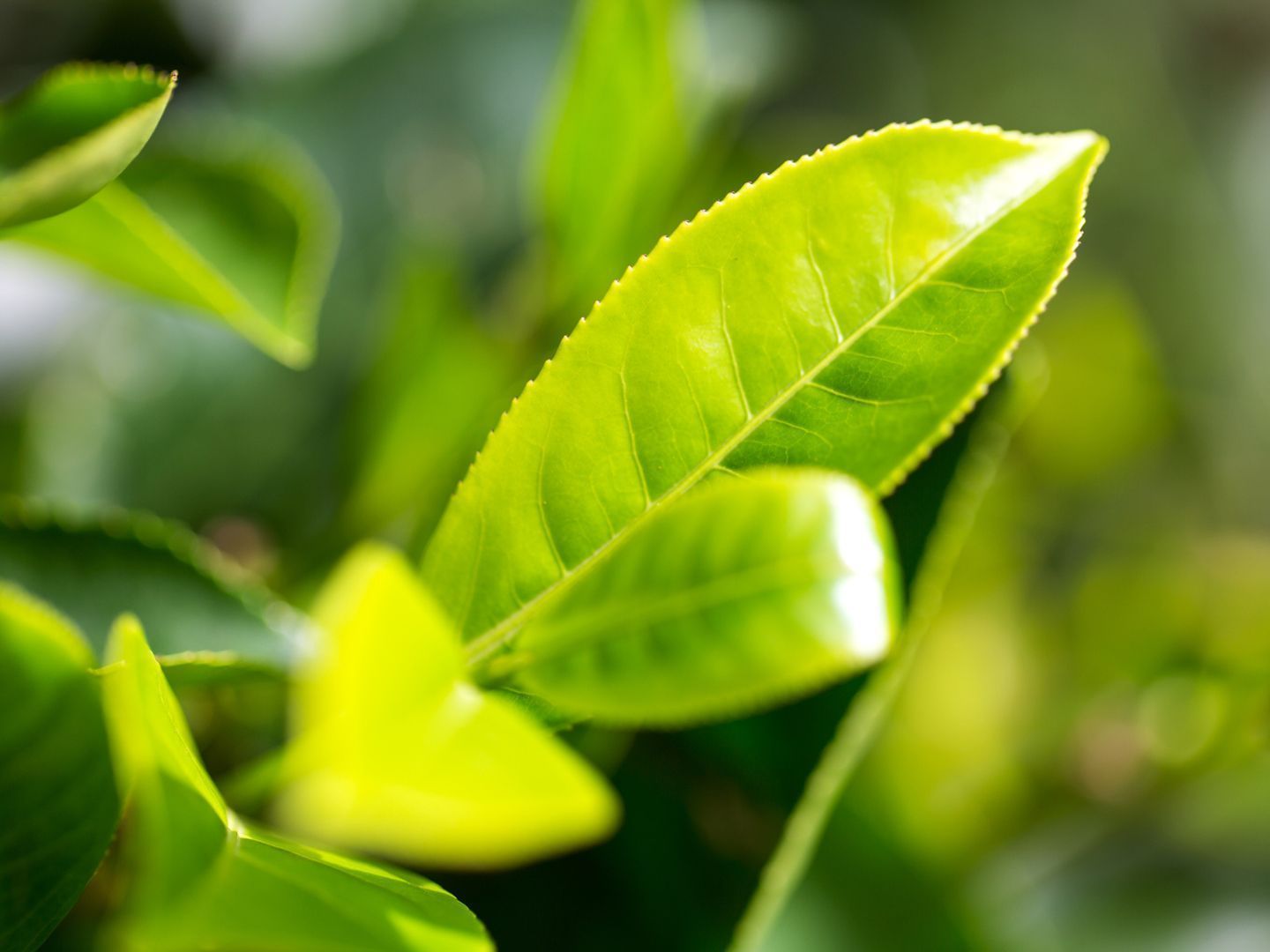 1440x1080 Tea Tree Oil