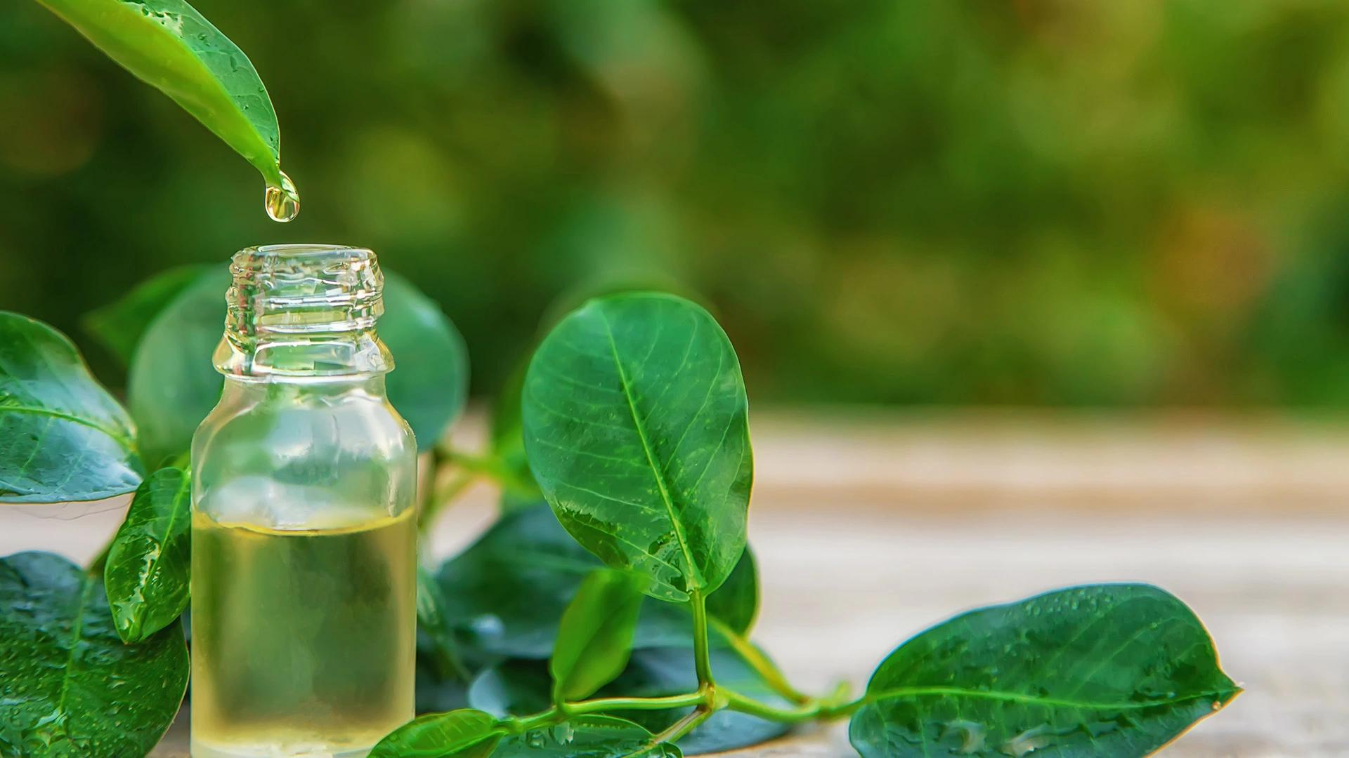 1920x1080 Tea Tree Oil Uses and Benefits