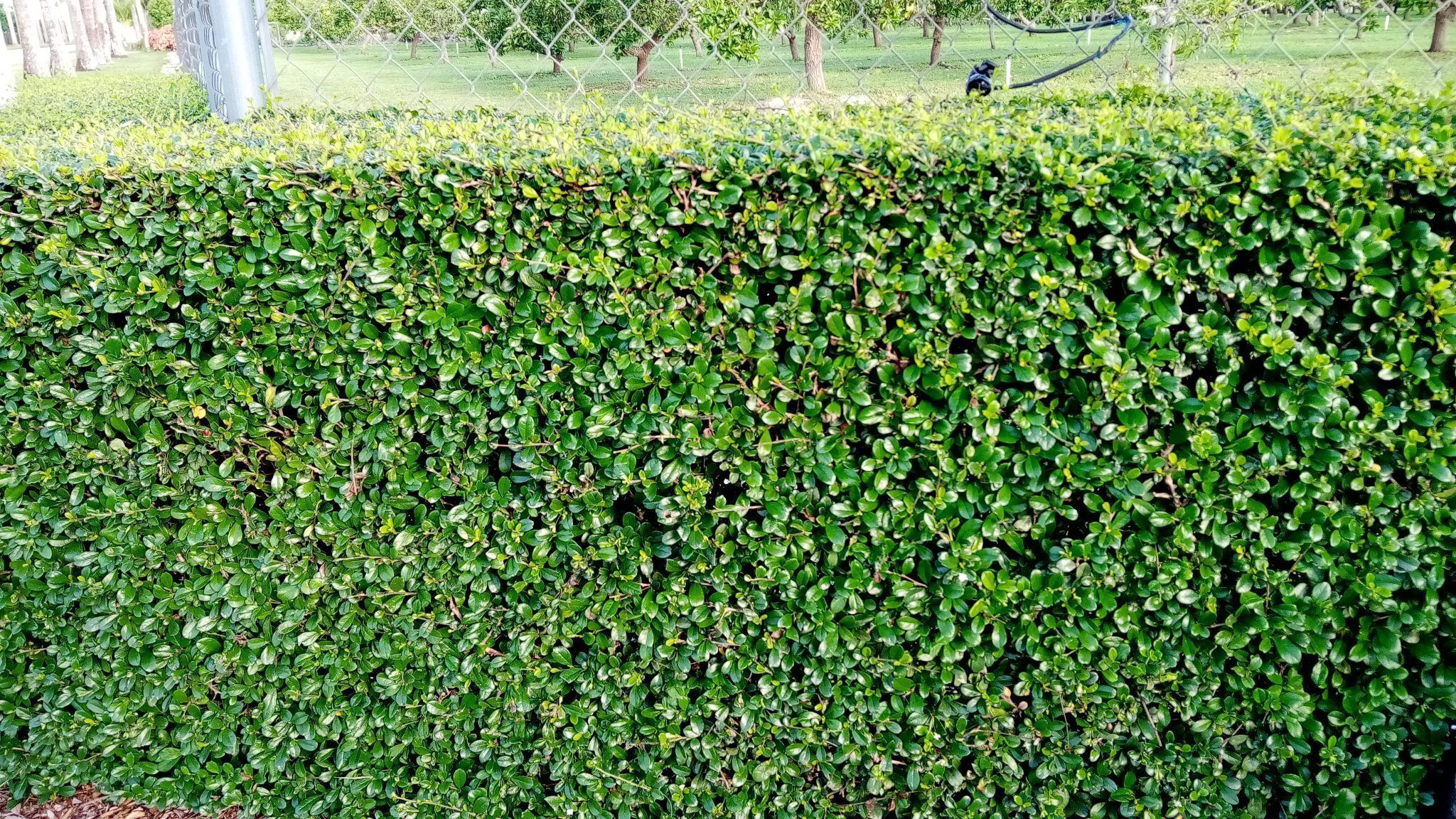 2048x1152 Fukien Tea Shrub Lyons