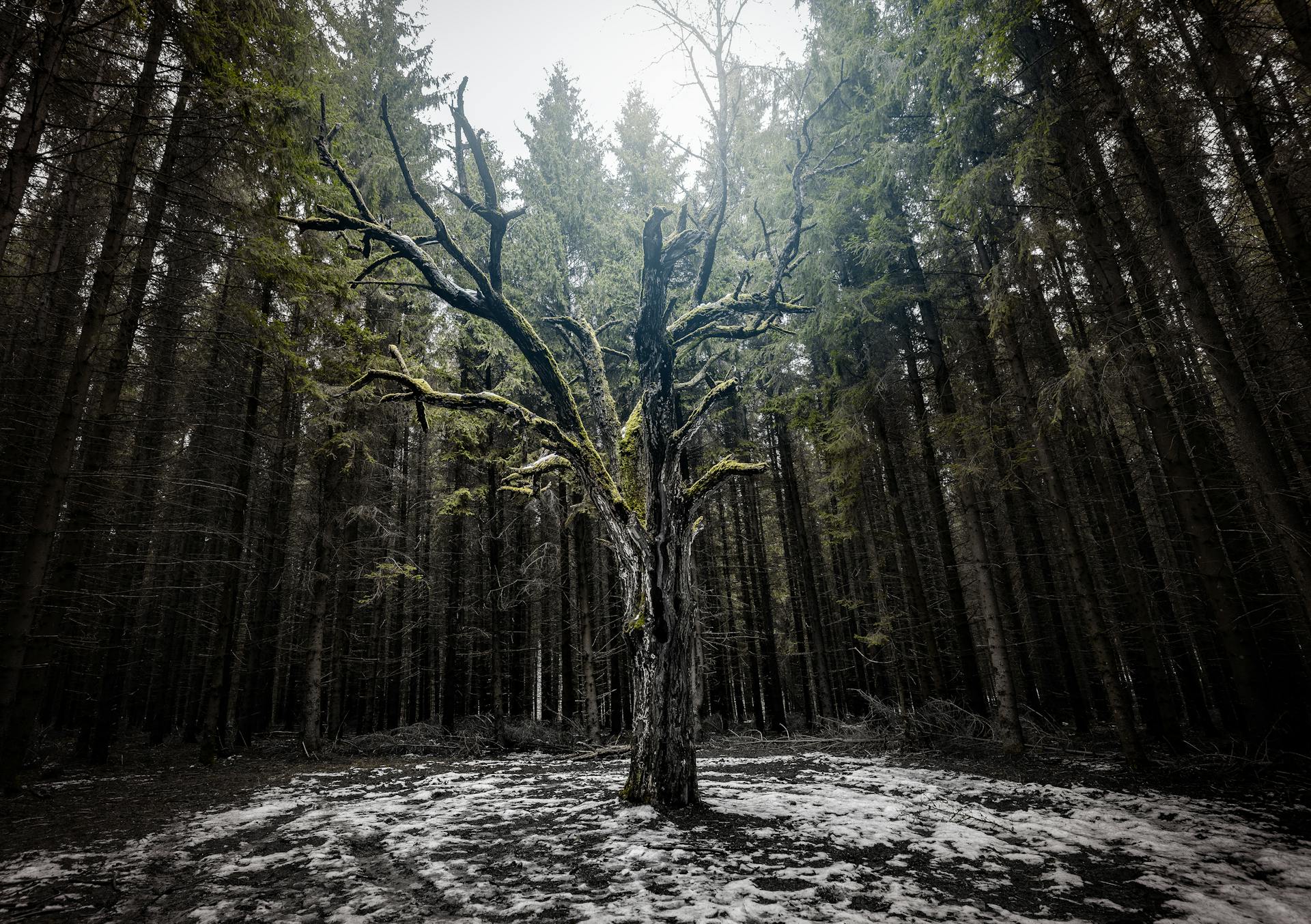1920x1354 How do trees die?