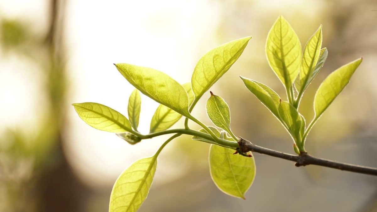 1200x675 Albino tea, what is it and why is it
