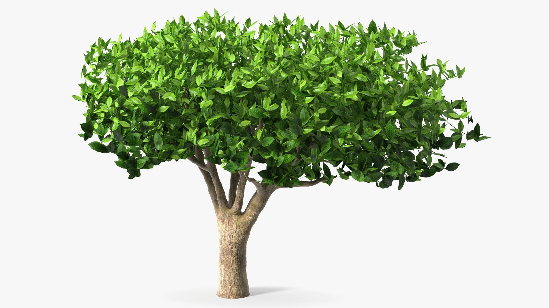 1920x1080 Green Tea Tree 3D Model $49 - .3Ds