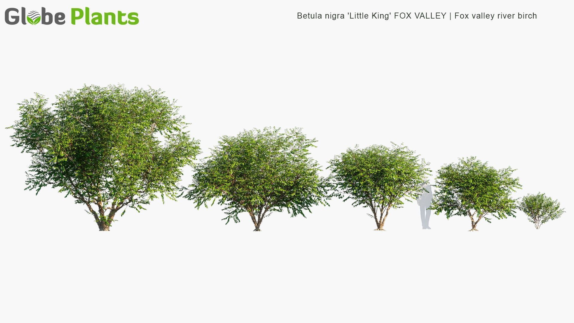 1920x1080 High Poly. Betula Nigra 'Little King