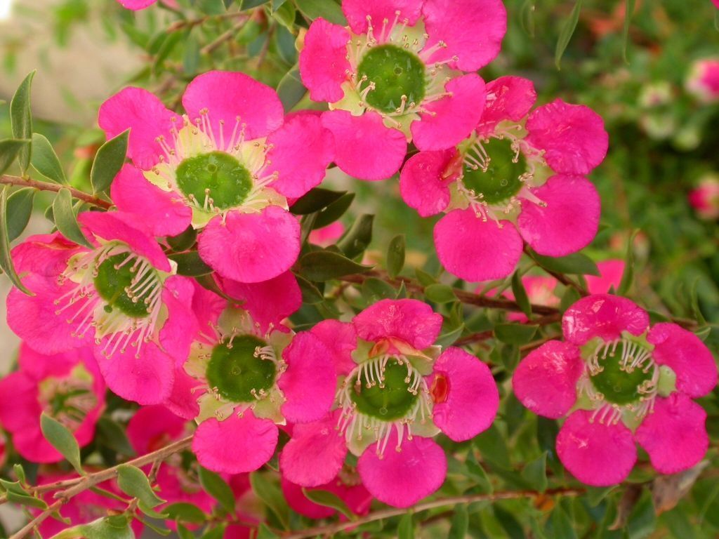 1024x768 Leptospermum 'Lipstick'