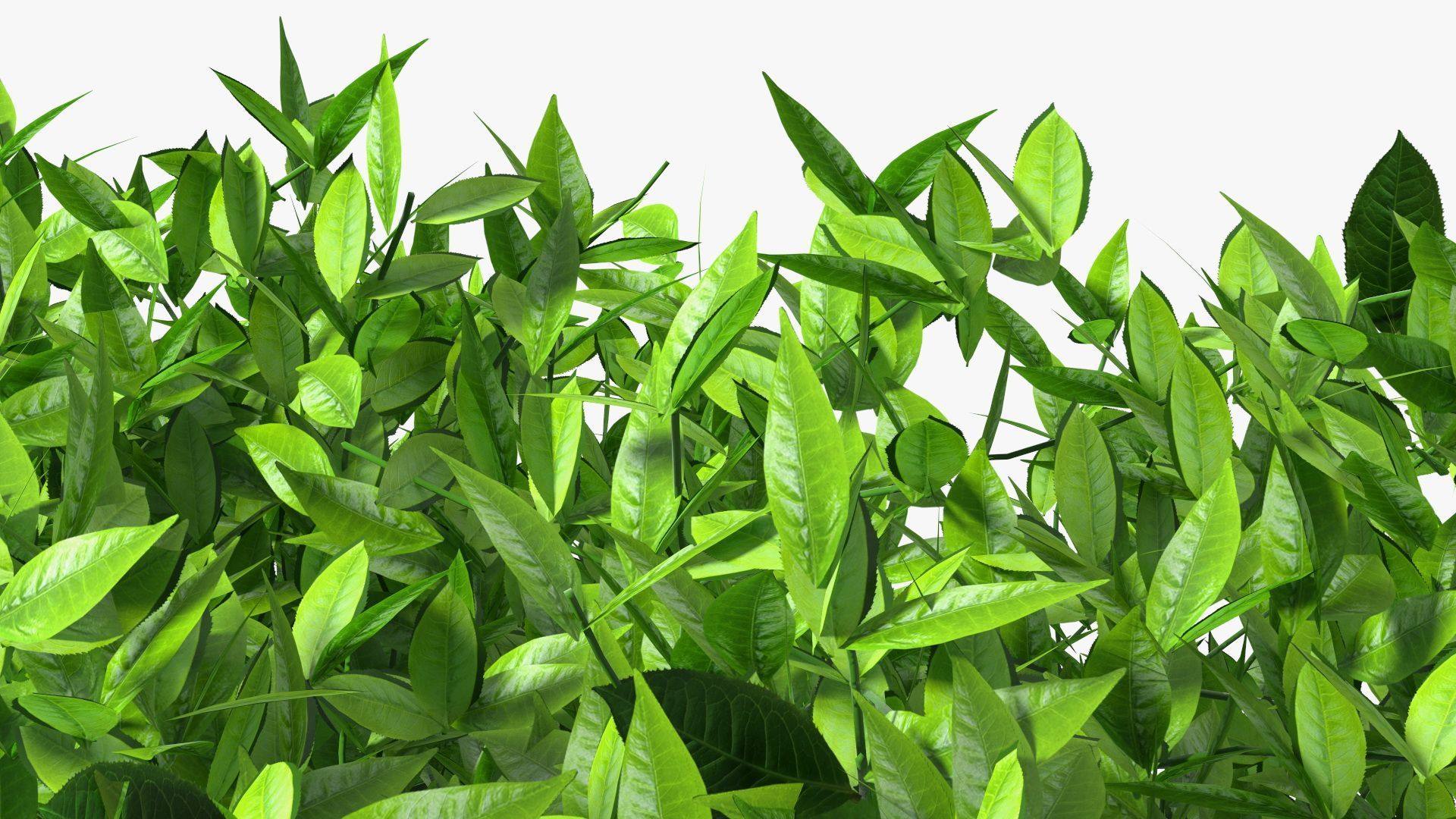 1920x1080 Green Tea Tree 3D Model $49 - .3Ds